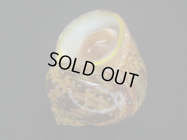 画像3: ゴウシュウリュウテンサザエ (3)