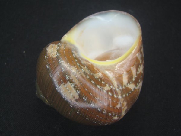 画像3: ゴウシュウリュウテンサザエ　大　ユニークパターン (3)