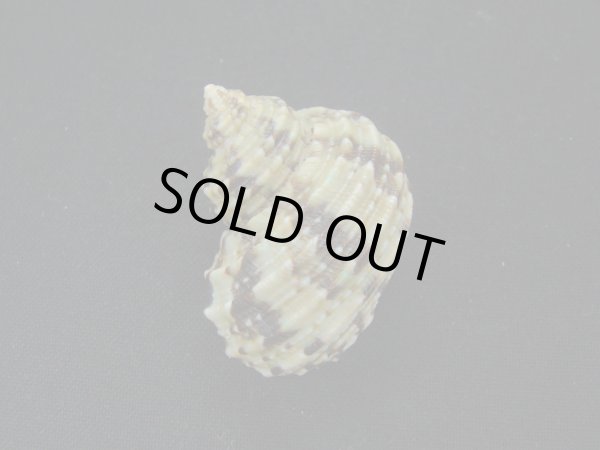 画像2: オオコシタカサザエ (2)