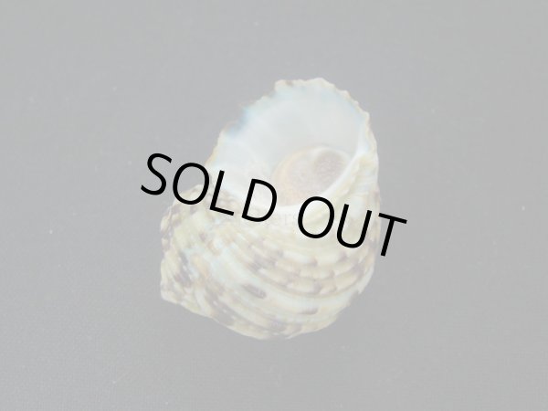 画像3: オオコシタカサザエ (3)