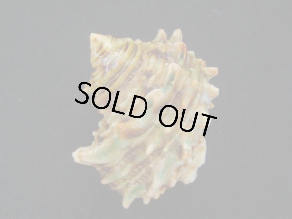 画像2: チョウセンサザエ 大 (2)