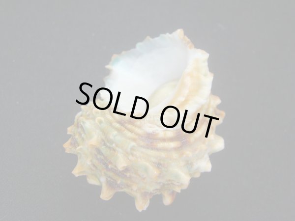 画像3: チョウセンサザエ 大 (3)