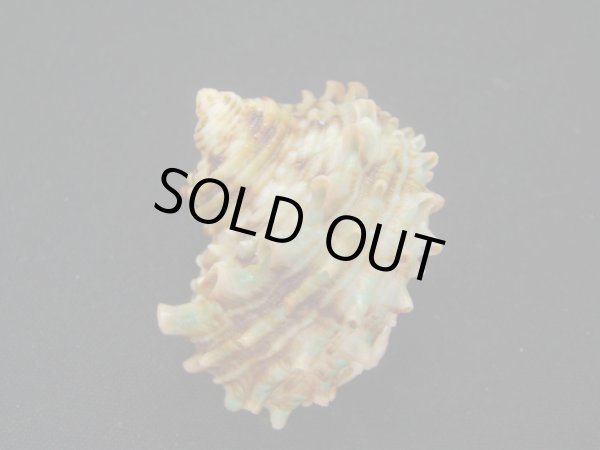 画像2: チョウセンサザエ (2)