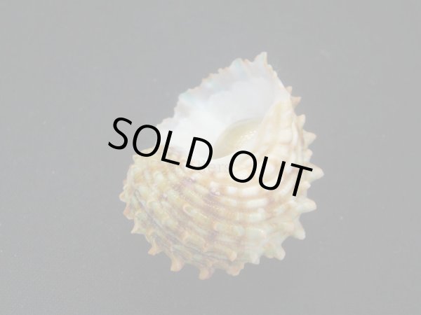 画像3: チョウセンサザエ (3)