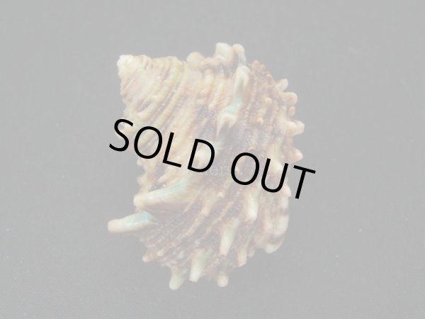 画像2: チョウセンサザエ (2)