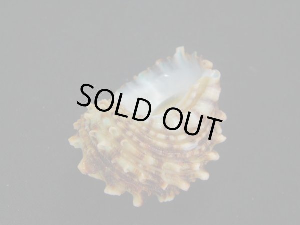 画像3: チョウセンサザエ (3)