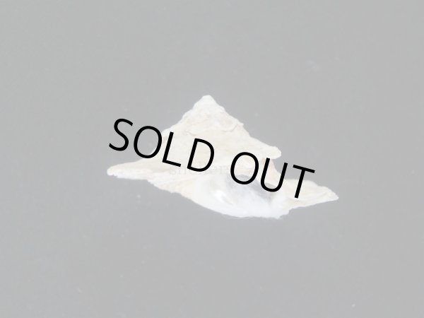 画像1: ヒレビロハグルマウラウズ (1)