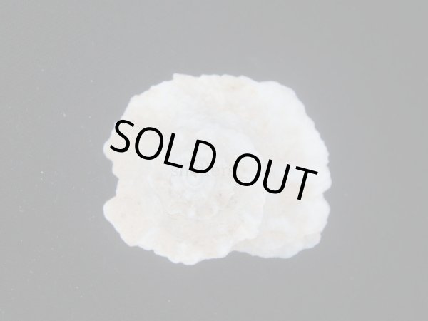 画像2: ヒレビロハグルマウラウズ (2)