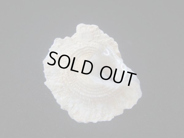 画像3: ヒレビロハグルマウラウズ (3)