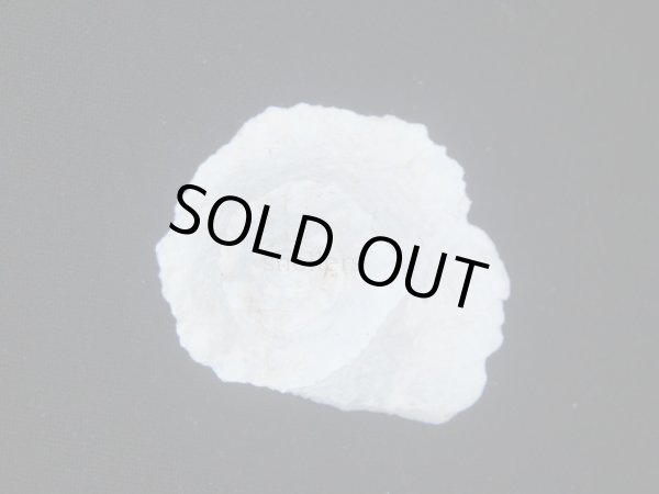 画像2: ヒレビロハグルマウラウズ (2)