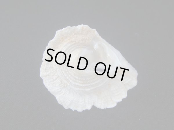 画像3: ヒレビロハグルマウラウズ (3)