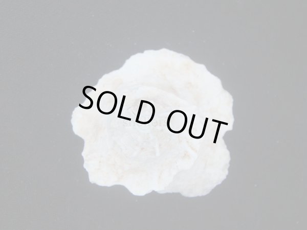 画像2: ヒレビロハグルマウラウズ (2)