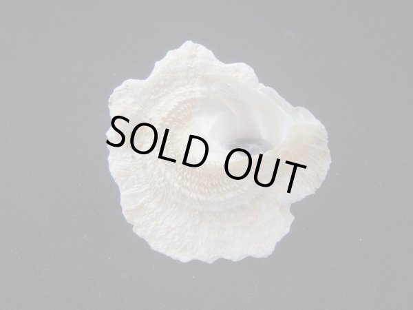 画像3: ヒレビロハグルマウラウズ (3)