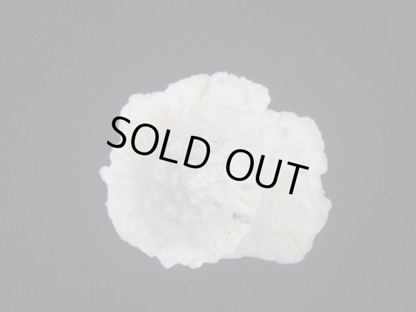 画像2: ヒレビロハグルマウラウズ (2)