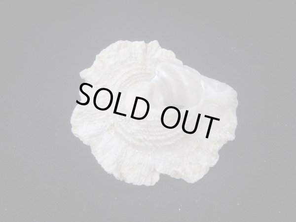 画像3: ヒレビロハグルマウラウズ (3)