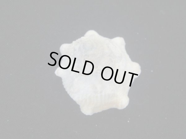 画像2: コバルトウラウズ　ドワフ？ (2)