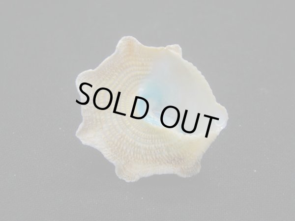 画像3: コバルトウラウズ　ドワフ？ (3)