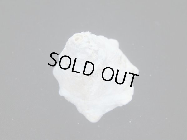 画像2: コバルトウラウズ (2)