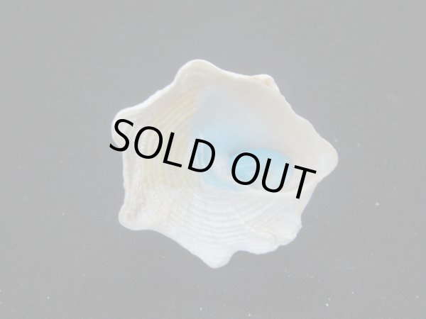 画像3: コバルトウラウズ (3)