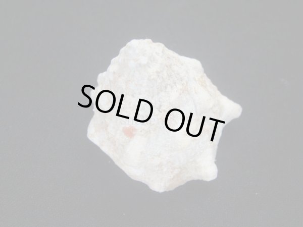 画像2: コバルトウラウズ (2)