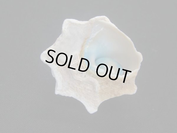 画像3: コバルトウラウズ (3)