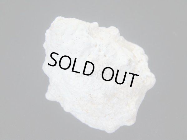 画像2: コバルトウラウズ　特大　特老成 (2)