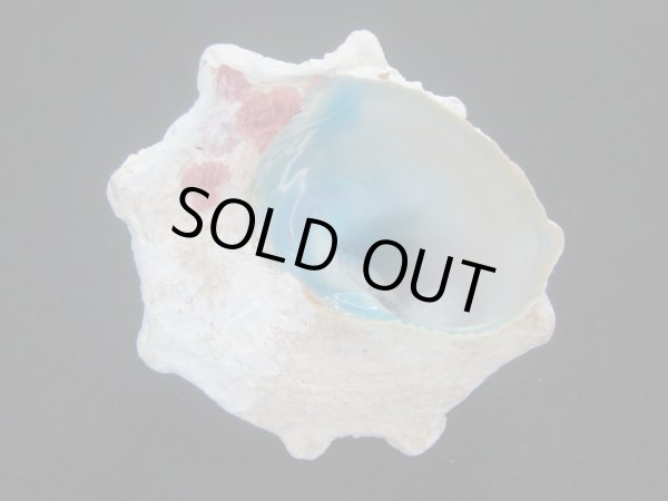 画像3: コバルトウラウズ　特大　特老成 (3)