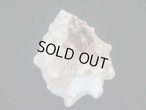 画像2: コバルトウラウズ　大　特老成 (2)