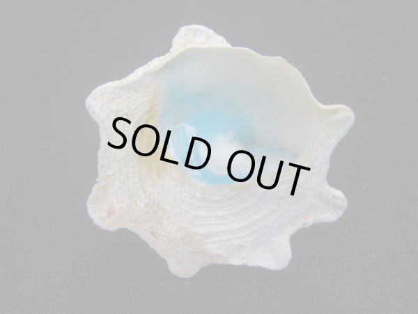 画像3: コバルトウラウズ　大　特老成 (3)