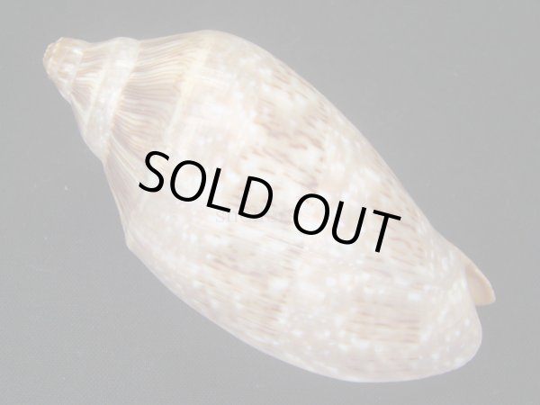 画像2: ミユキコオロギ 大 (2)