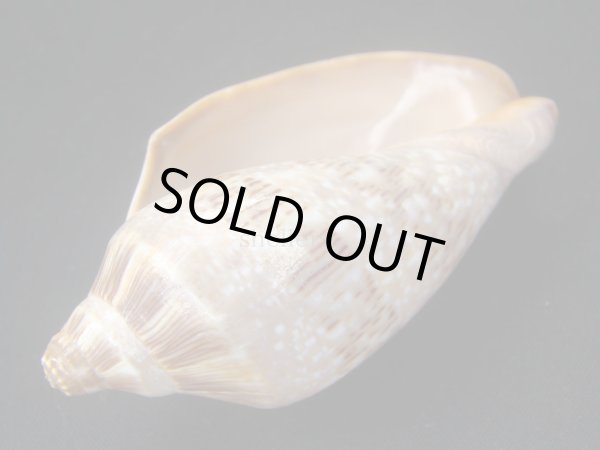 画像3: ミユキコオロギ 大 (3)