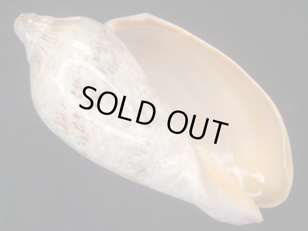 画像1: ミユキコオロギ　大 (1)