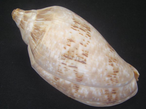 画像2: ミユキコオロギ 大 (2)