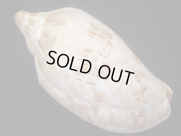 画像2: ミユキコオロギ　大 (2)