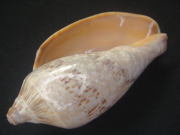 画像3: ミユキコオロギ 大 (3)