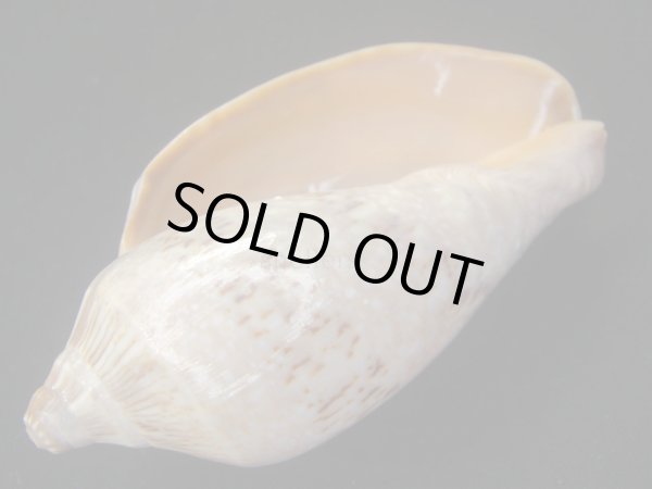 画像3: ミユキコオロギ　大 (3)