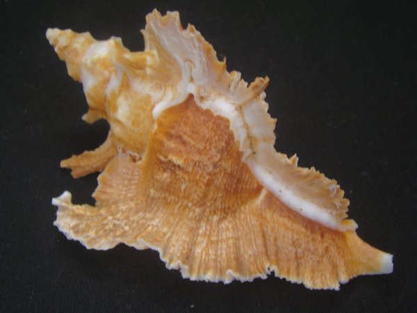 画像2: サギノハヨウラク　特大 (2)