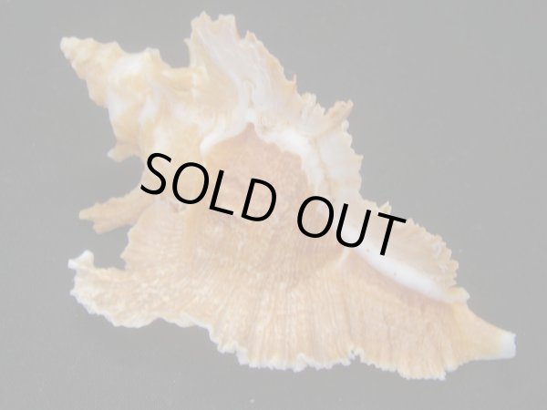 画像2: サギノハヨウラク　特大 (2)