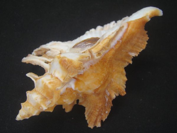 画像3: サギノハヨウラク　特大 (3)