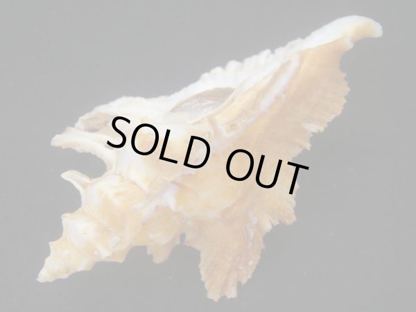 画像3: サギノハヨウラク　特大 (3)