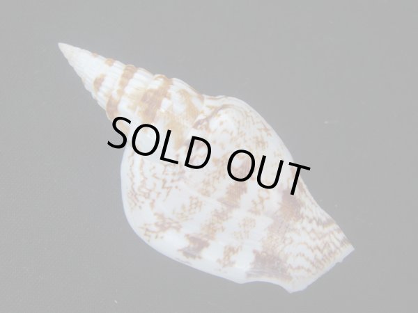 画像2: ゴウシュウシドロ (2)