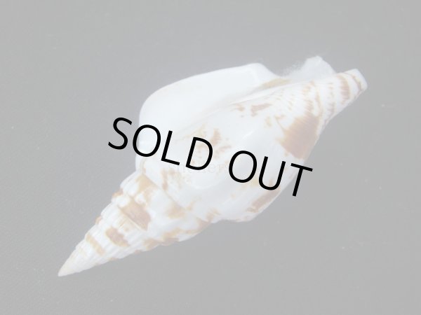 画像3: ゴウシュウシドロ (3)