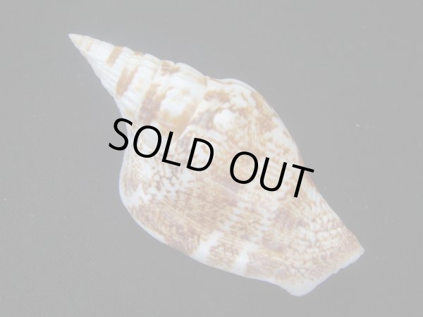 画像2: ゴウシュウシドロ　大 (2)