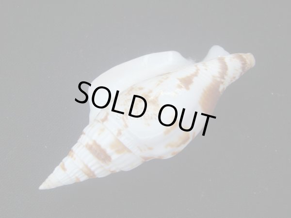 画像3: ゴウシュウシドロ　大 (3)