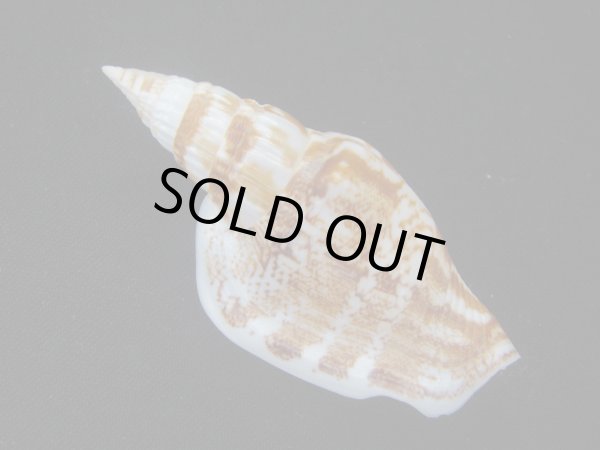 画像2: ゴウシュウシドロ (2)