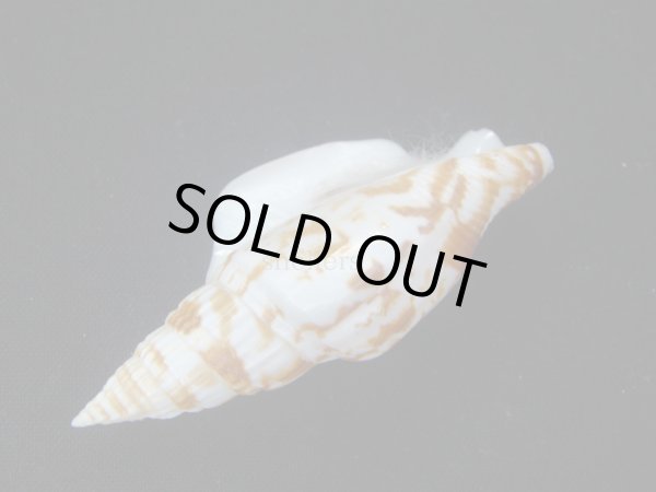 画像3: ゴウシュウシドロ (3)