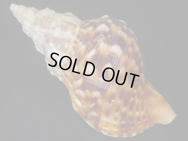 画像2: ゴウシュウボラ (2)