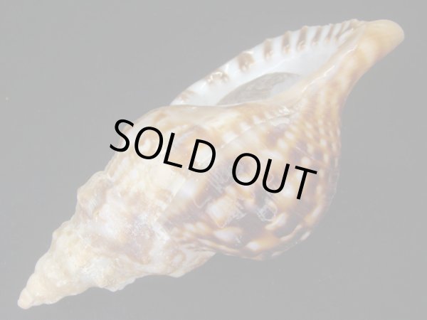 画像3: ゴウシュウボラ (3)