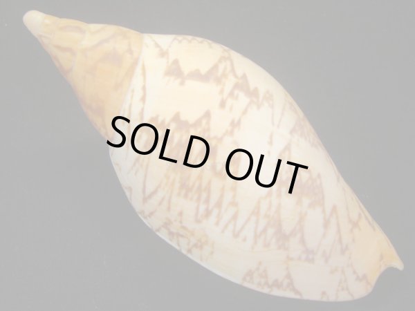 画像2: マボロシメロン タイトパターン 特老成 (2)