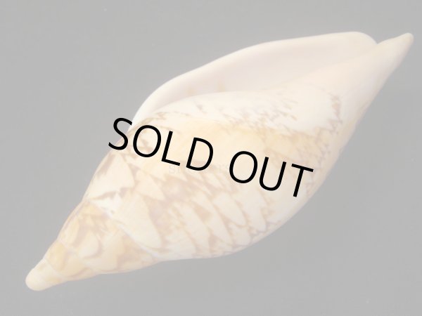 画像3: マボロシメロン タイトパターン 特老成 (3)